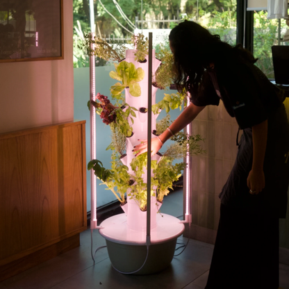 28 Plantas interior