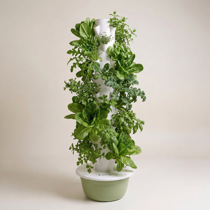20 Plantas exterior