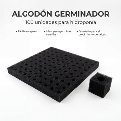 Algodón germinador