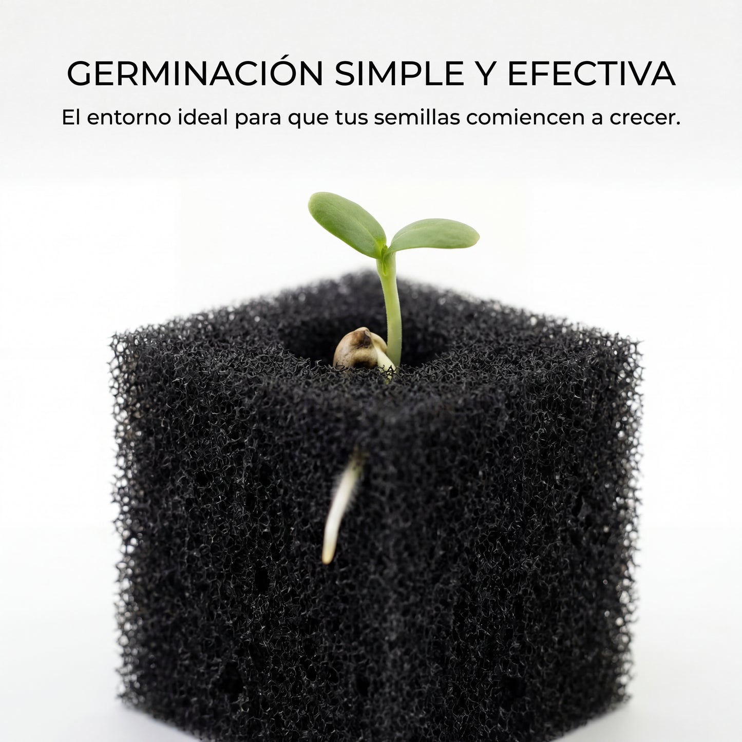 Algodón germinador