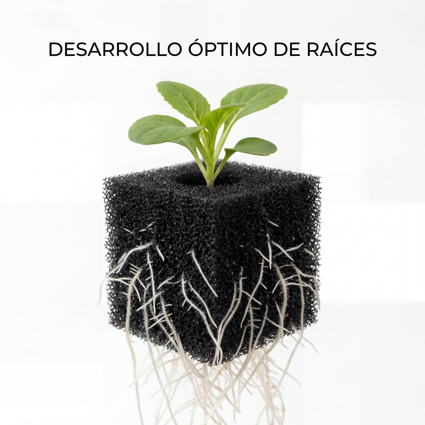 Algodón germinador