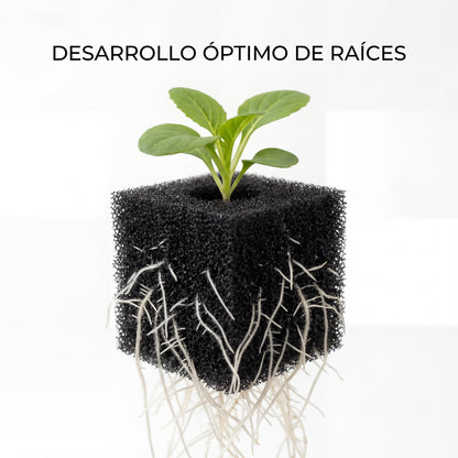 Algodón germinador