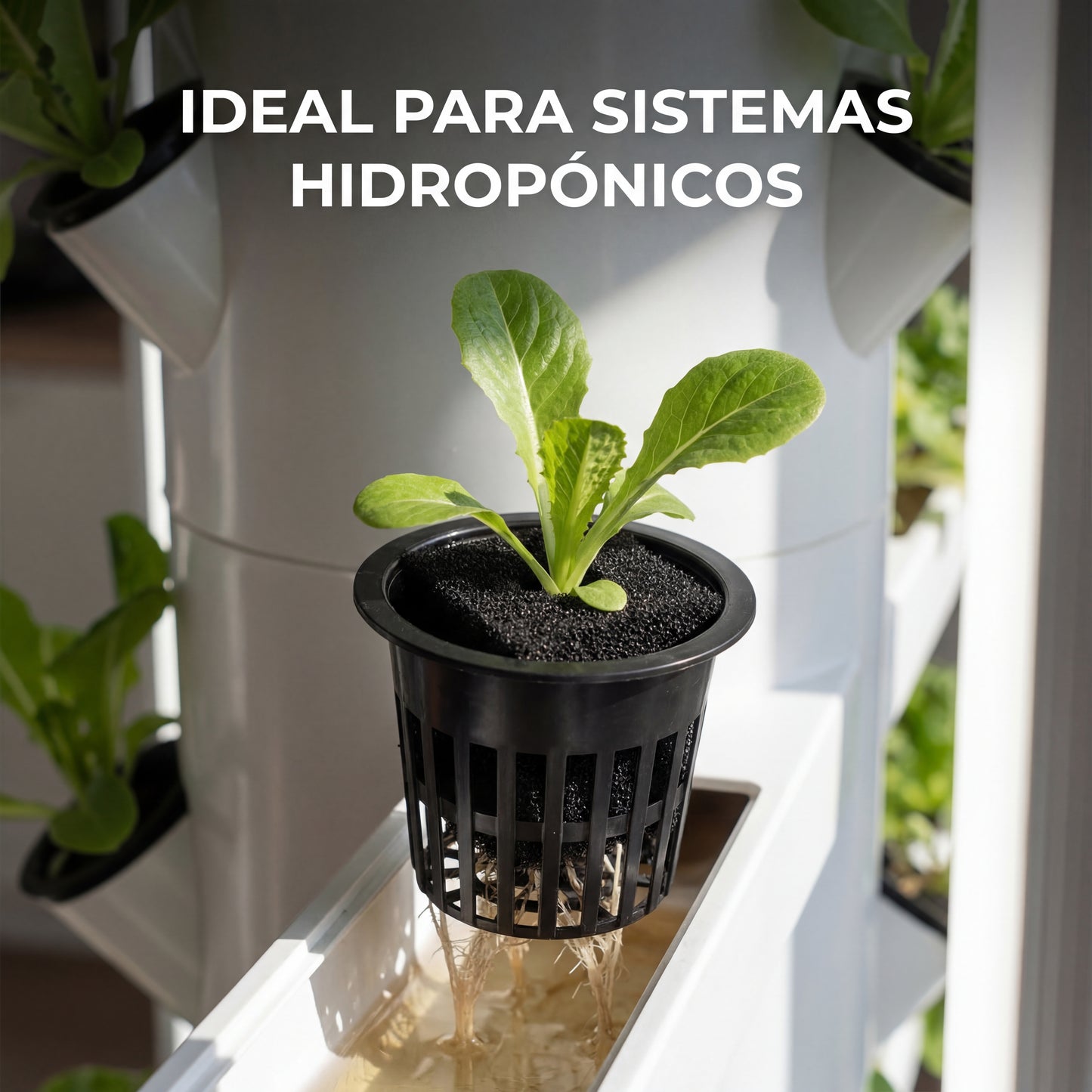 Algodón germinador