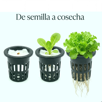 Canastas